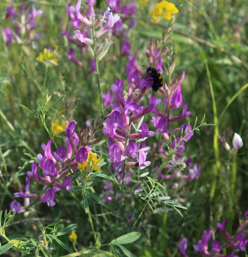 Astragalus varius photo 6