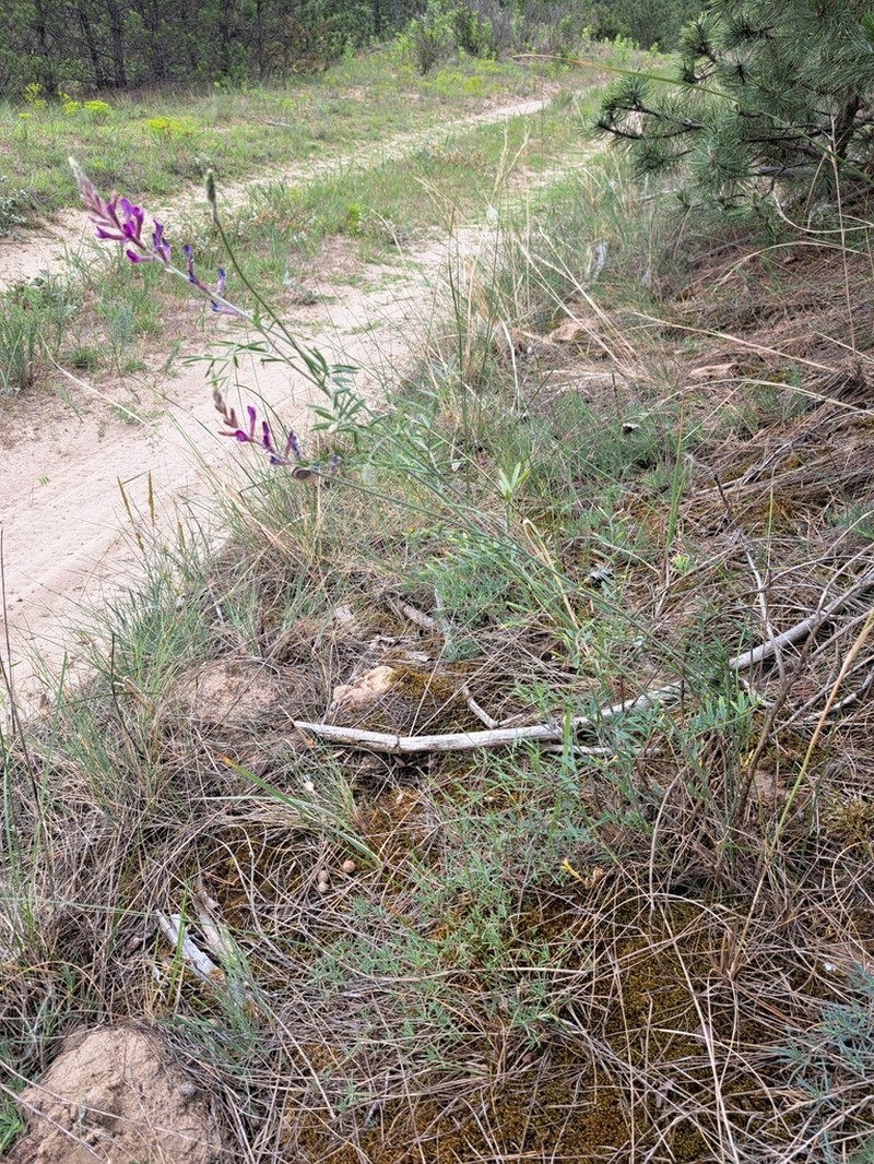Astragalus varius photo 7