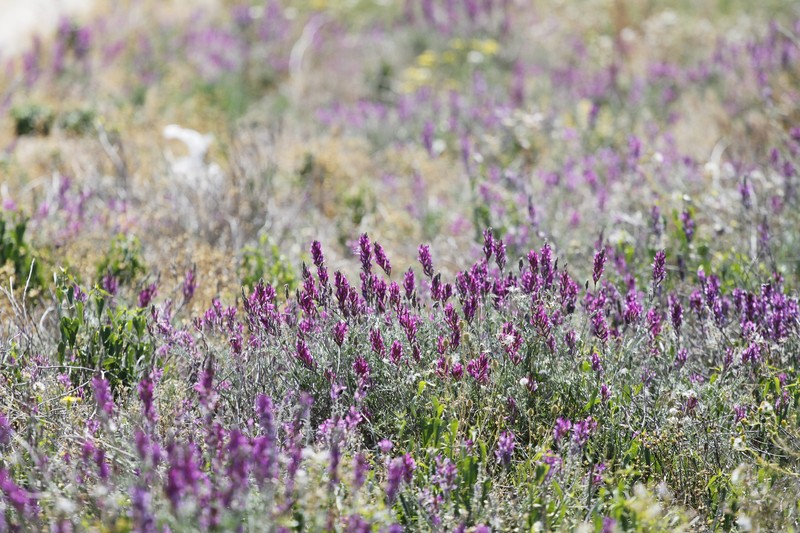 Astragalus varius subsp. eupatoricus