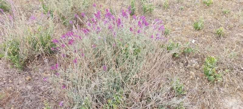 Astragalus varius subsp. eupatoricus photo 2