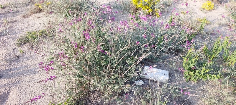 Astragalus varius subsp. eupatoricus photo 3