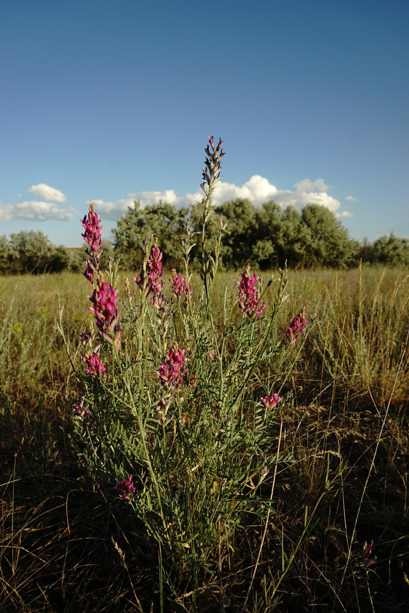 Astragalus varius subsp. eupatoricus photo 4