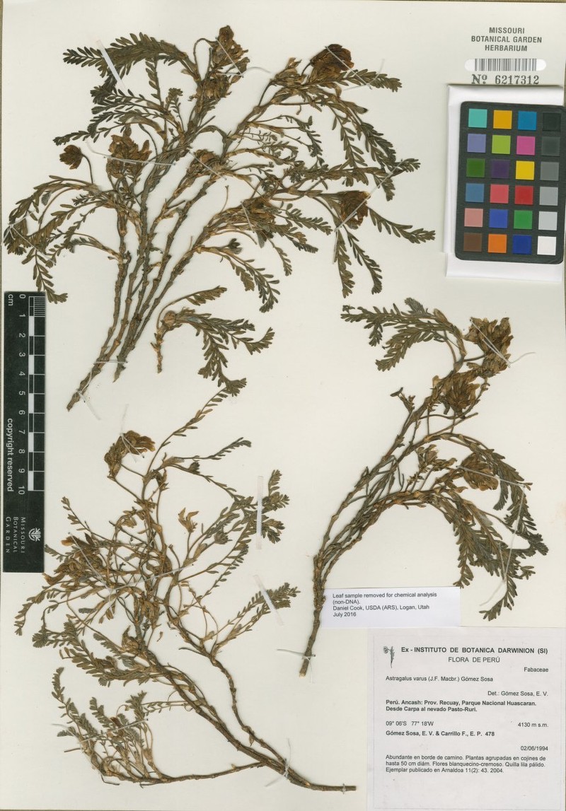 Astragalus varus