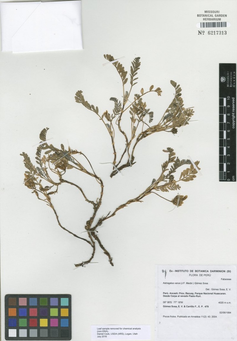 Astragalus varus photo 2