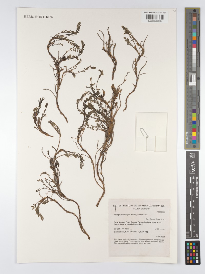 Astragalus varus photo 3
