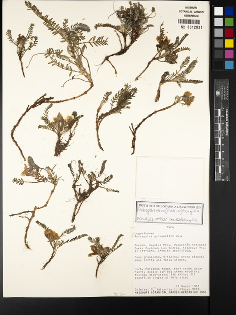 Astragalus varus photo 4