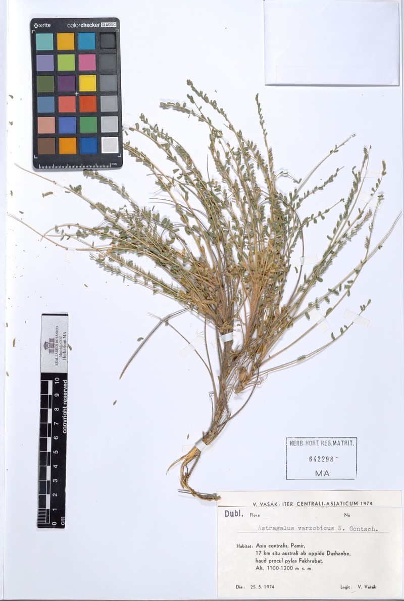 Astragalus varzobicus