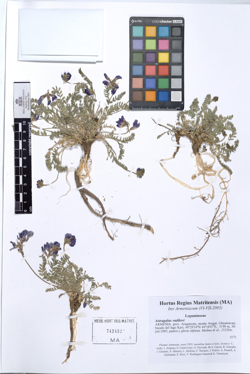 Astragalus vavilovii
