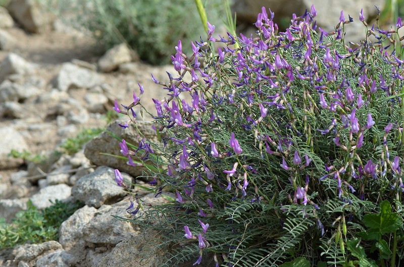 Astragalus vegetus