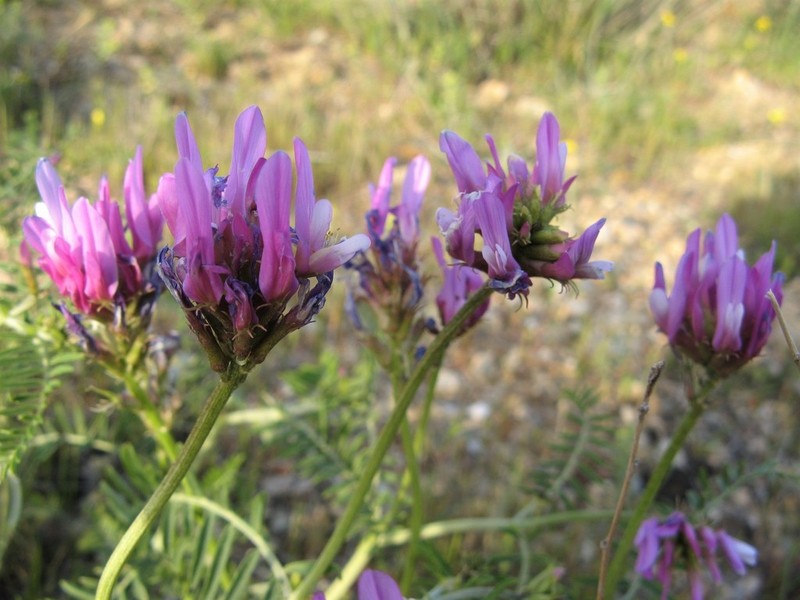 Astragalus vegetus photo 2
