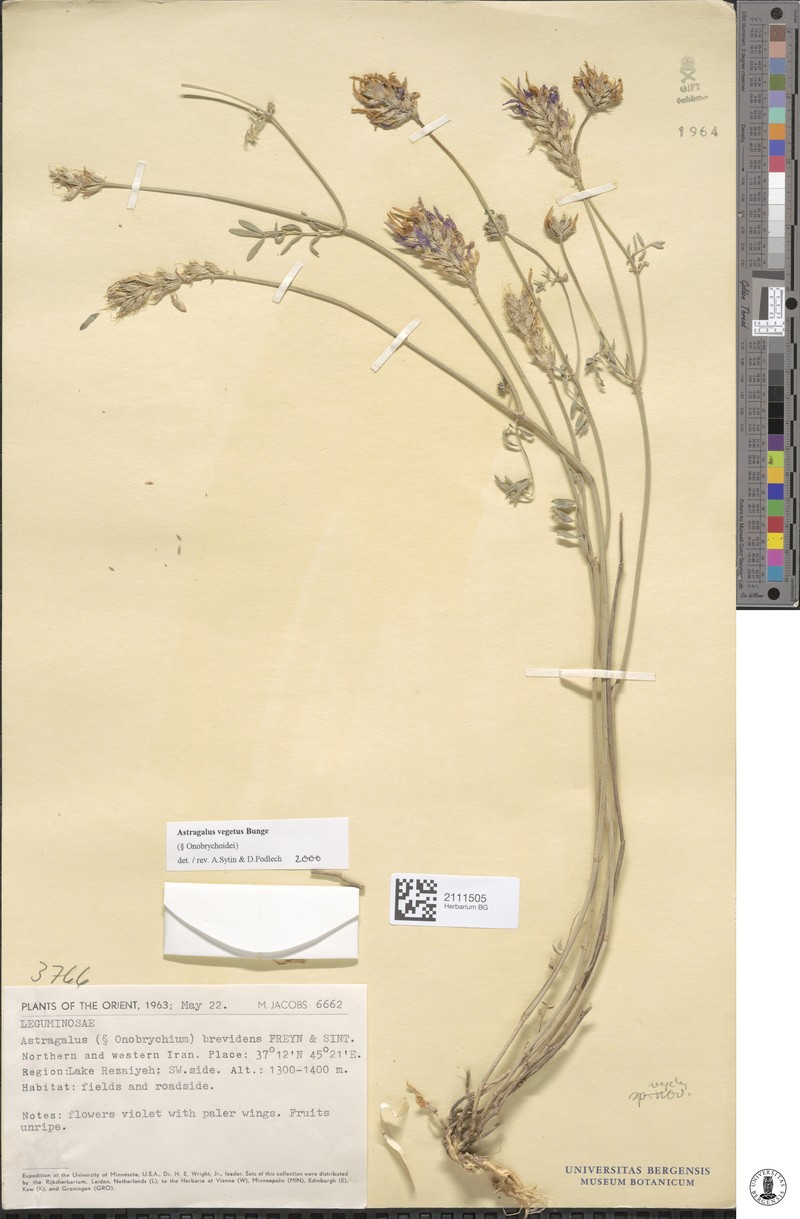 Astragalus vegetus photo 3