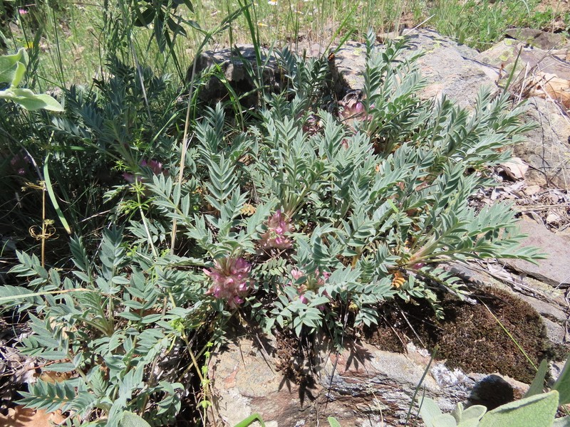 Astragalus verae