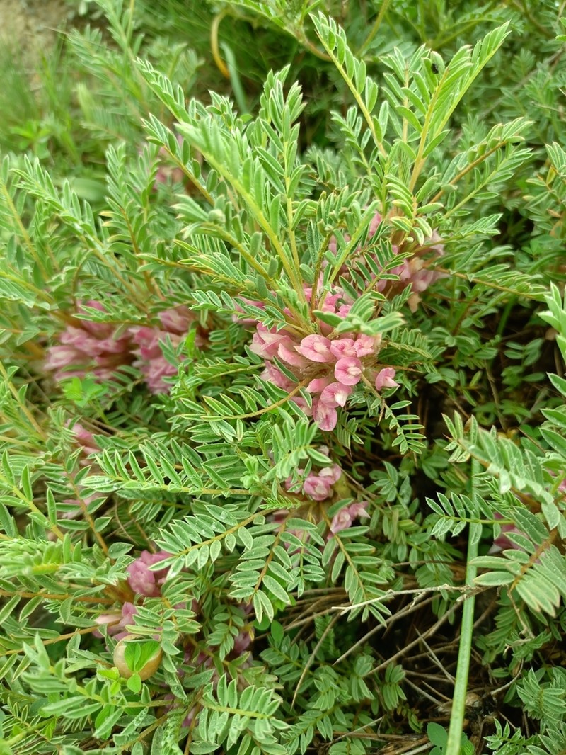Astragalus verae photo 2