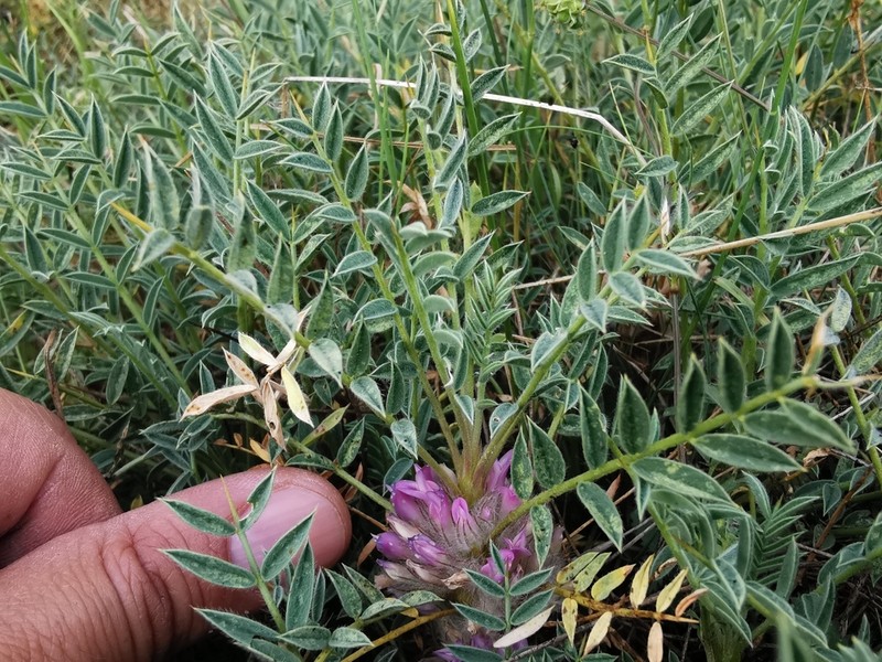 Astragalus verae photo 3