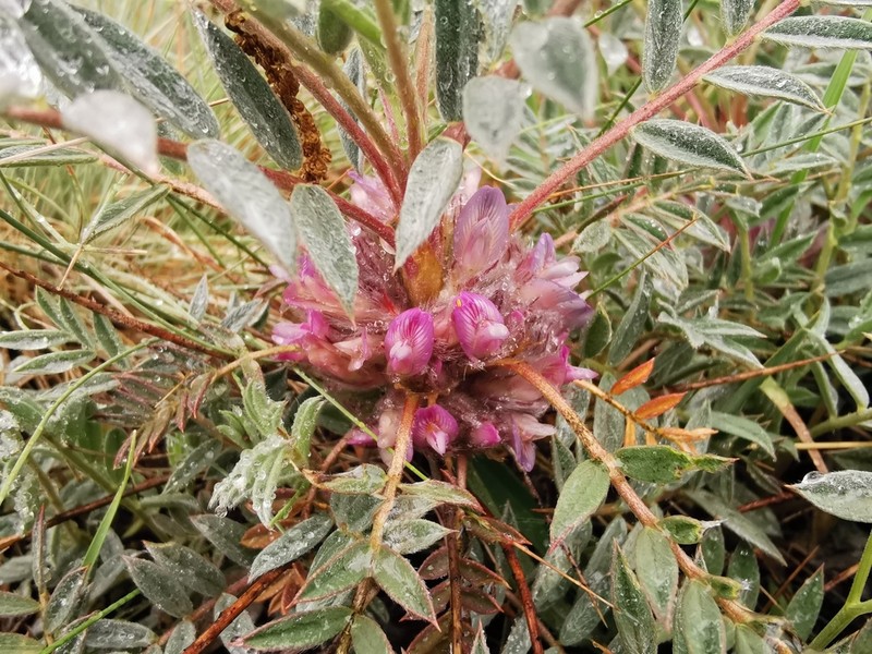 Astragalus verae photo 4