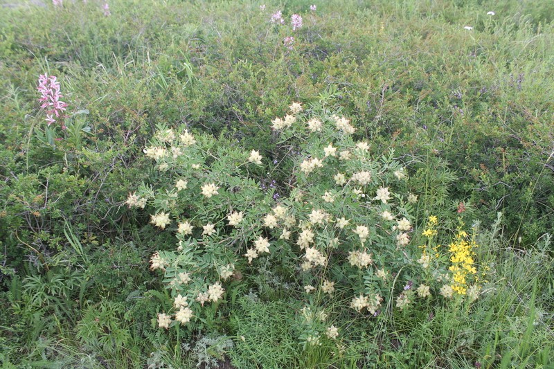 Astragalus veresczaginii