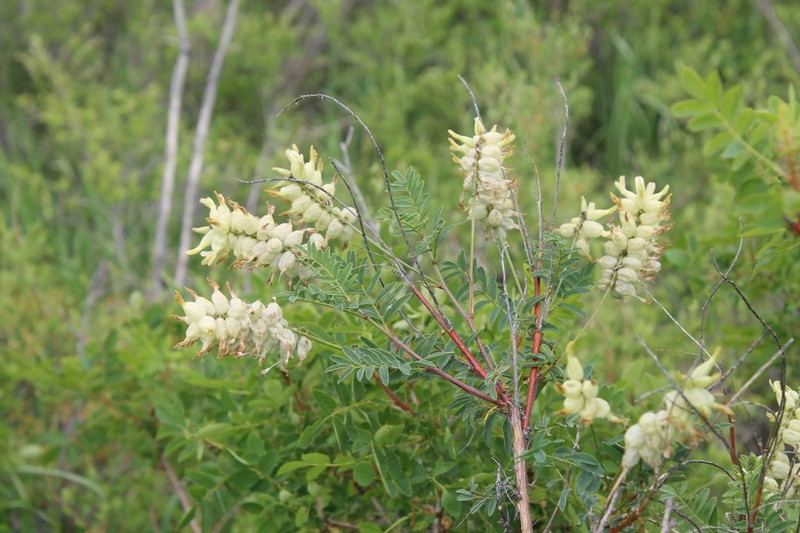Astragalus veresczaginii photo 2