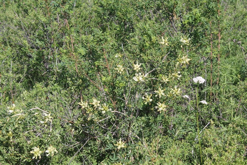 Astragalus veresczaginii photo 3