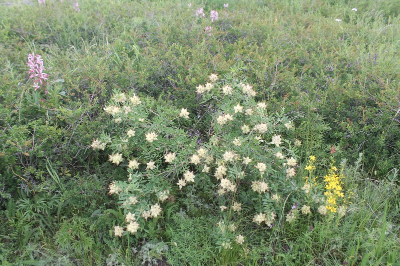 Astragalus veresczaginii photo 5