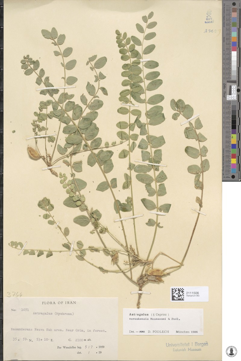 Astragalus vereskensis