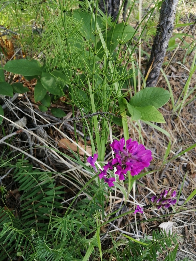 Astragalus versicolor photo 2