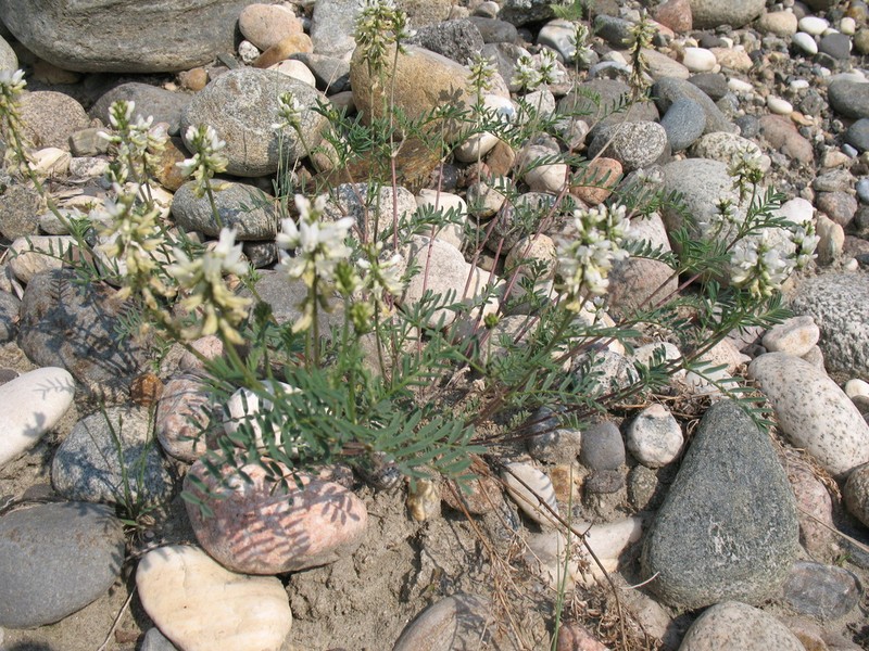 Astragalus versicolor photo 3