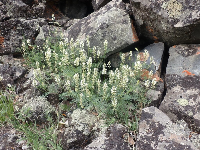 Astragalus versicolor photo 4