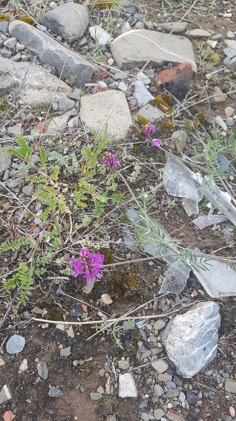Astragalus versicolor photo 5