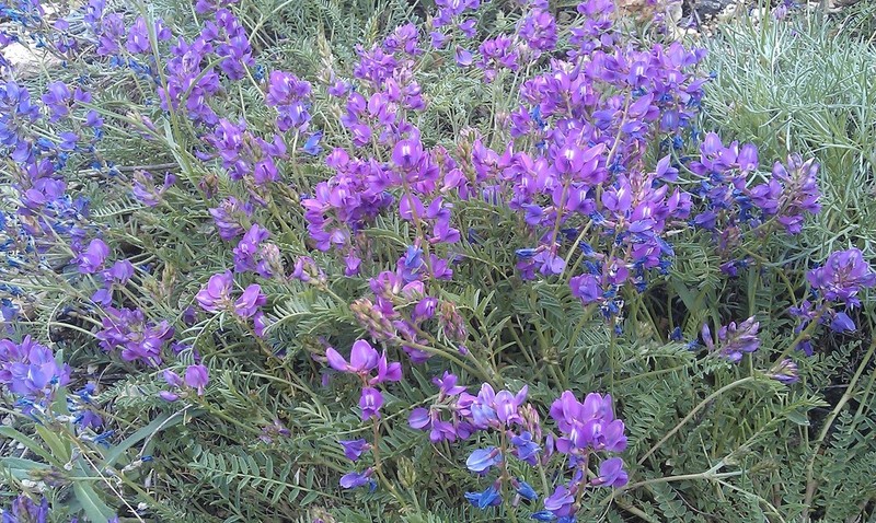 Astragalus versicolor photo 6