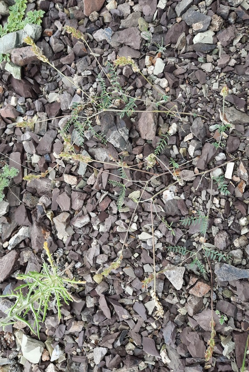 Astragalus versicolor photo 7