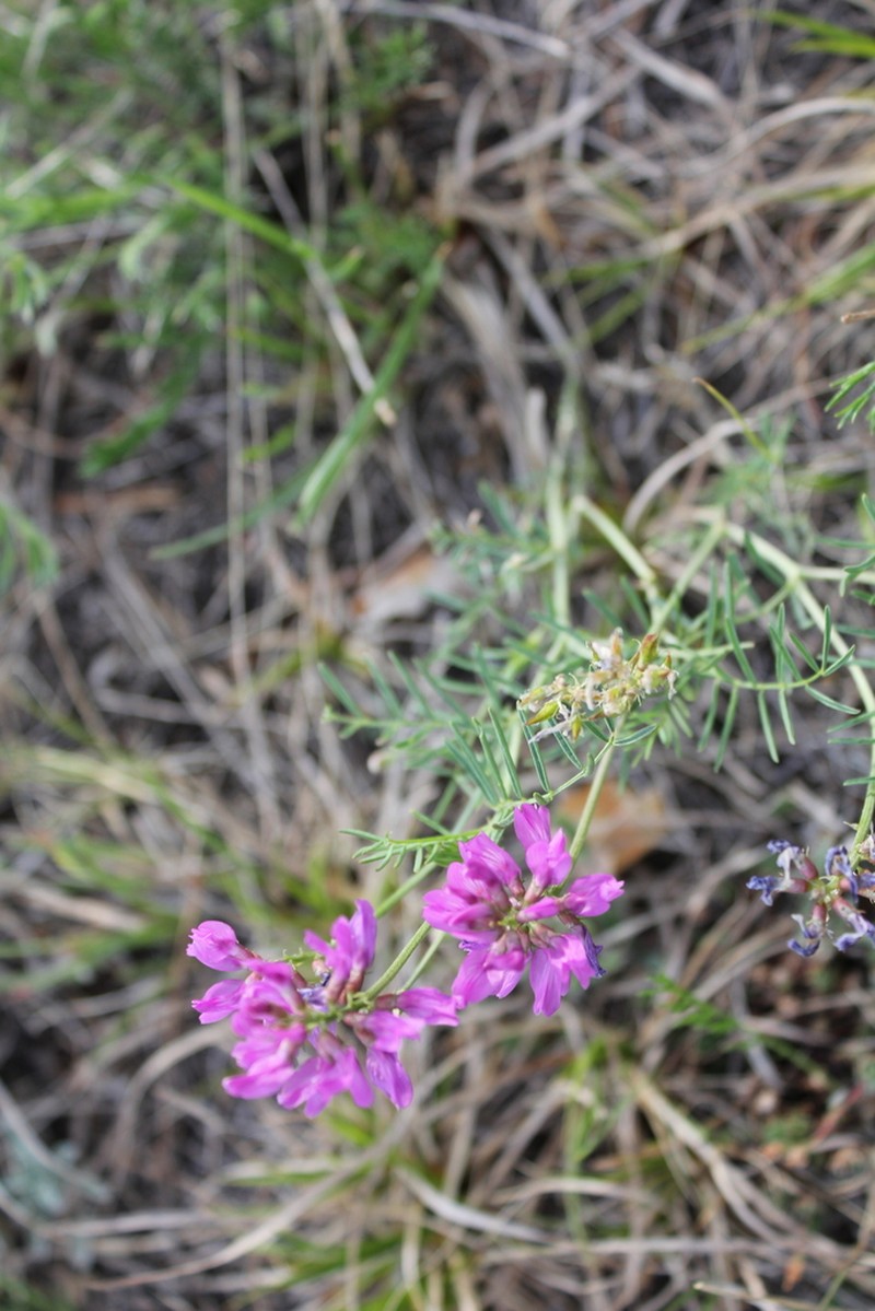 Astragalus versicolor photo 8