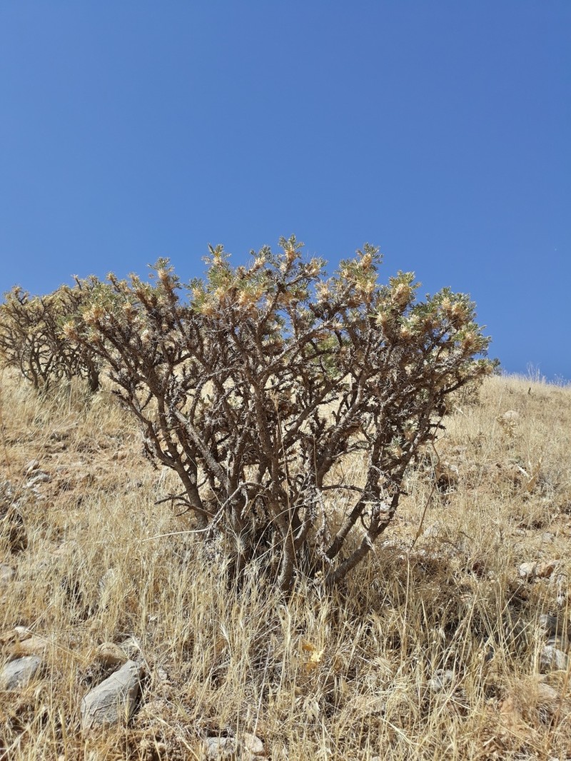 Astragalus verus