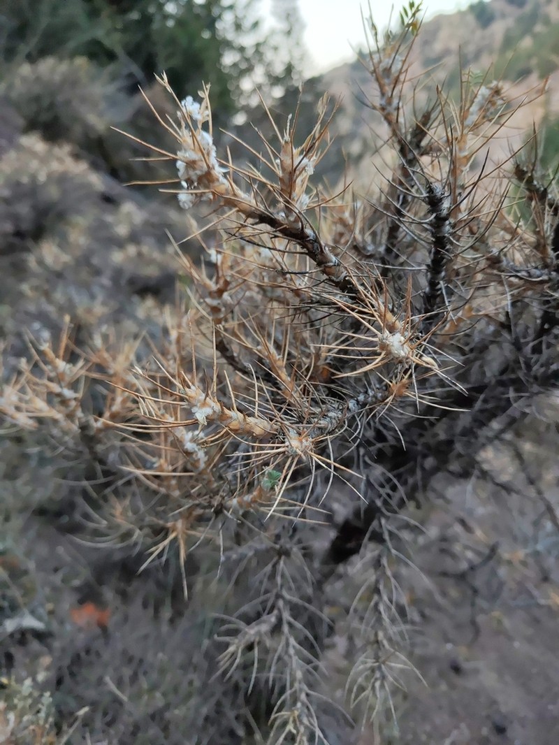 Astragalus verus photo 2