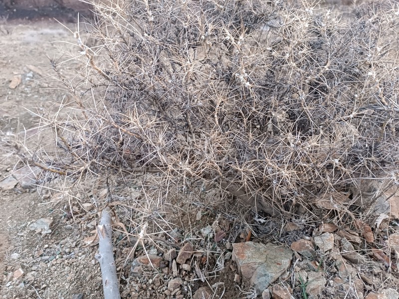 Astragalus verus photo 3