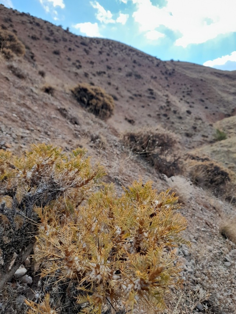 Astragalus verus photo 4