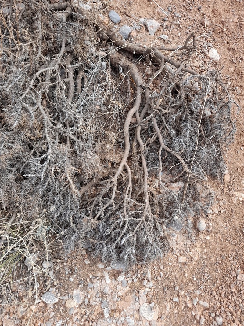 Astragalus verus photo 5