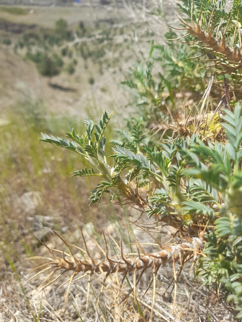 Astragalus verus photo 6