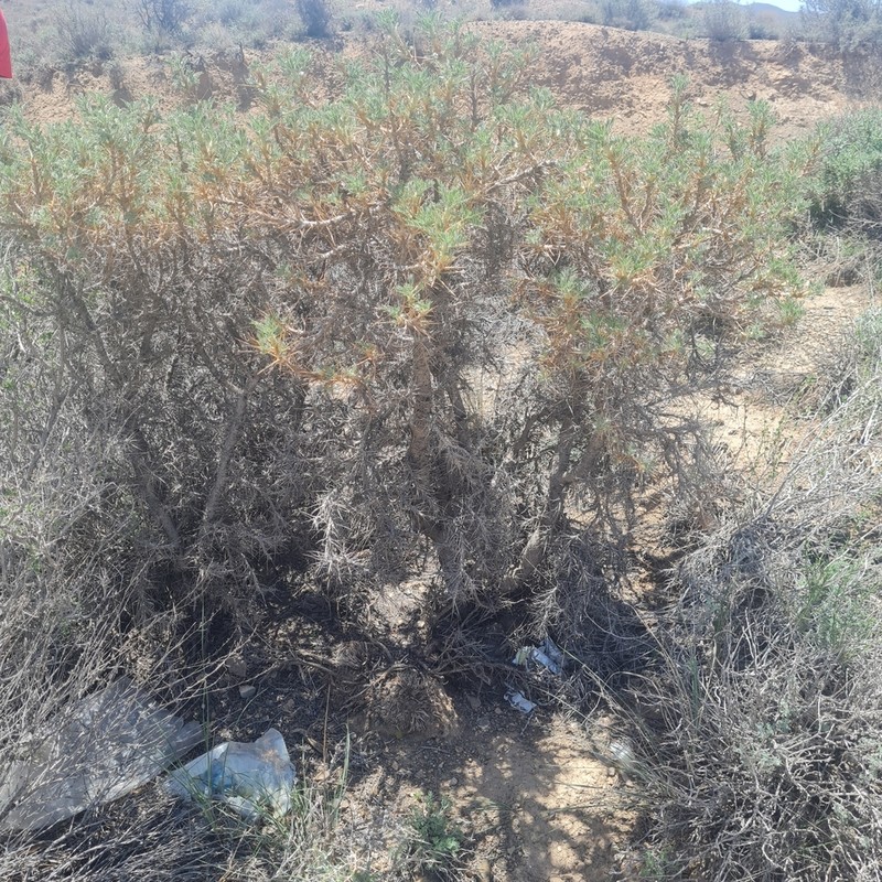 Astragalus verus photo 7