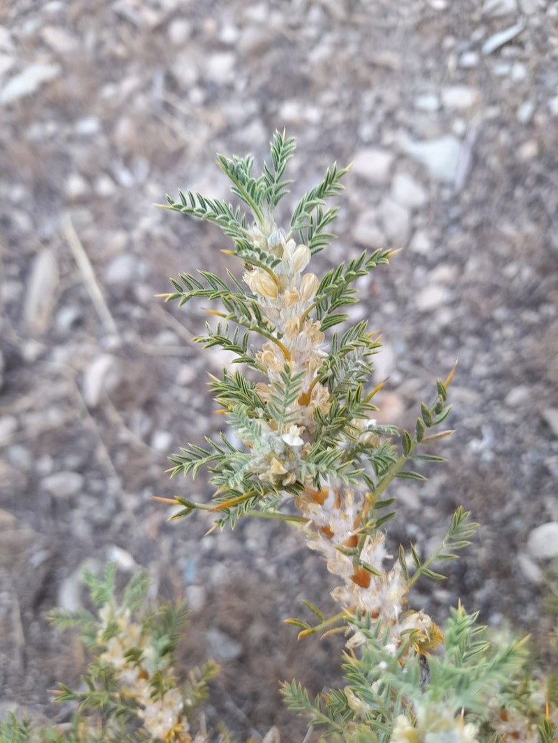 Astragalus verus photo 8