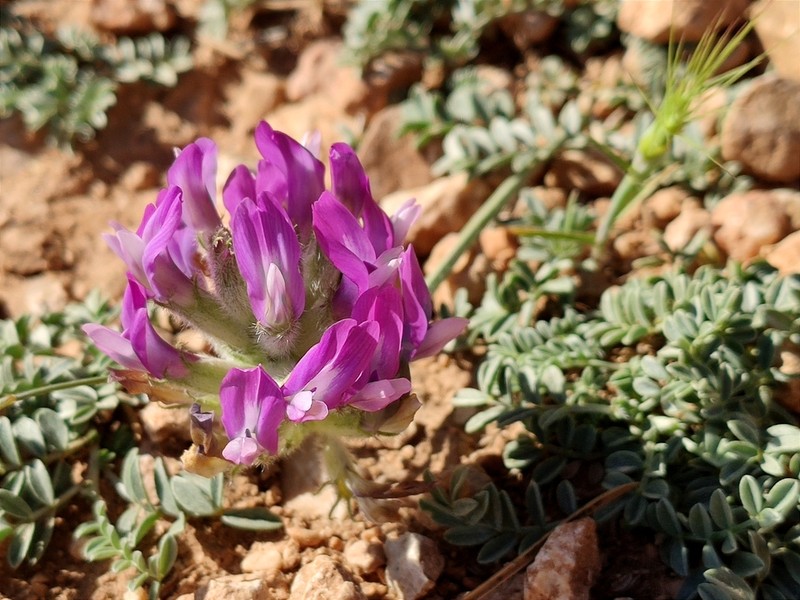 Astragalus vesicarius photo 2