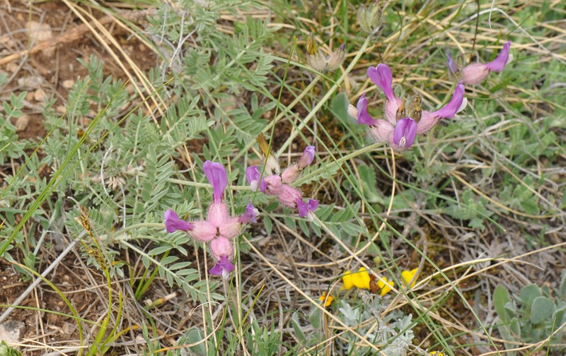 Astragalus vesicarius photo 3