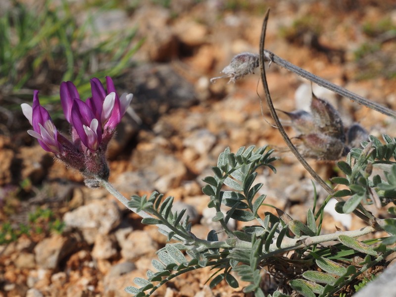 Astragalus vesicarius photo 4