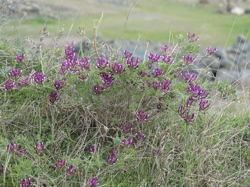 Astragalus vesicarius photo 5