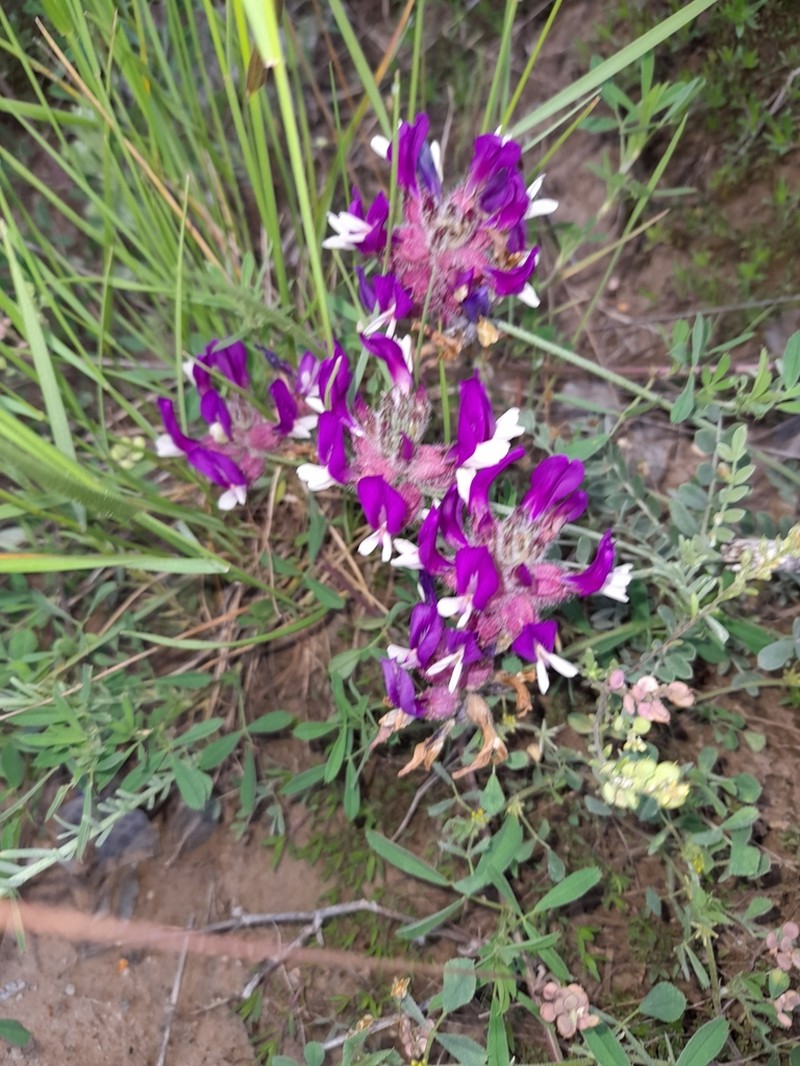 Astragalus vesicarius photo 6