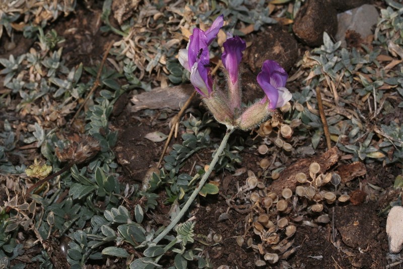 Astragalus vesicarius photo 7