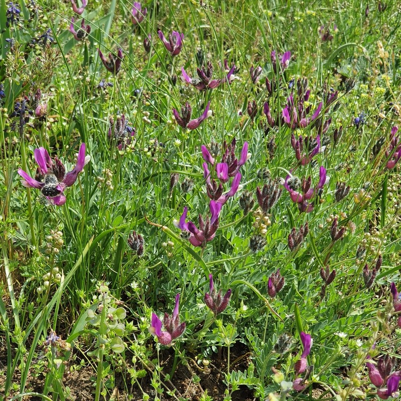Astragalus vesicarius photo 8