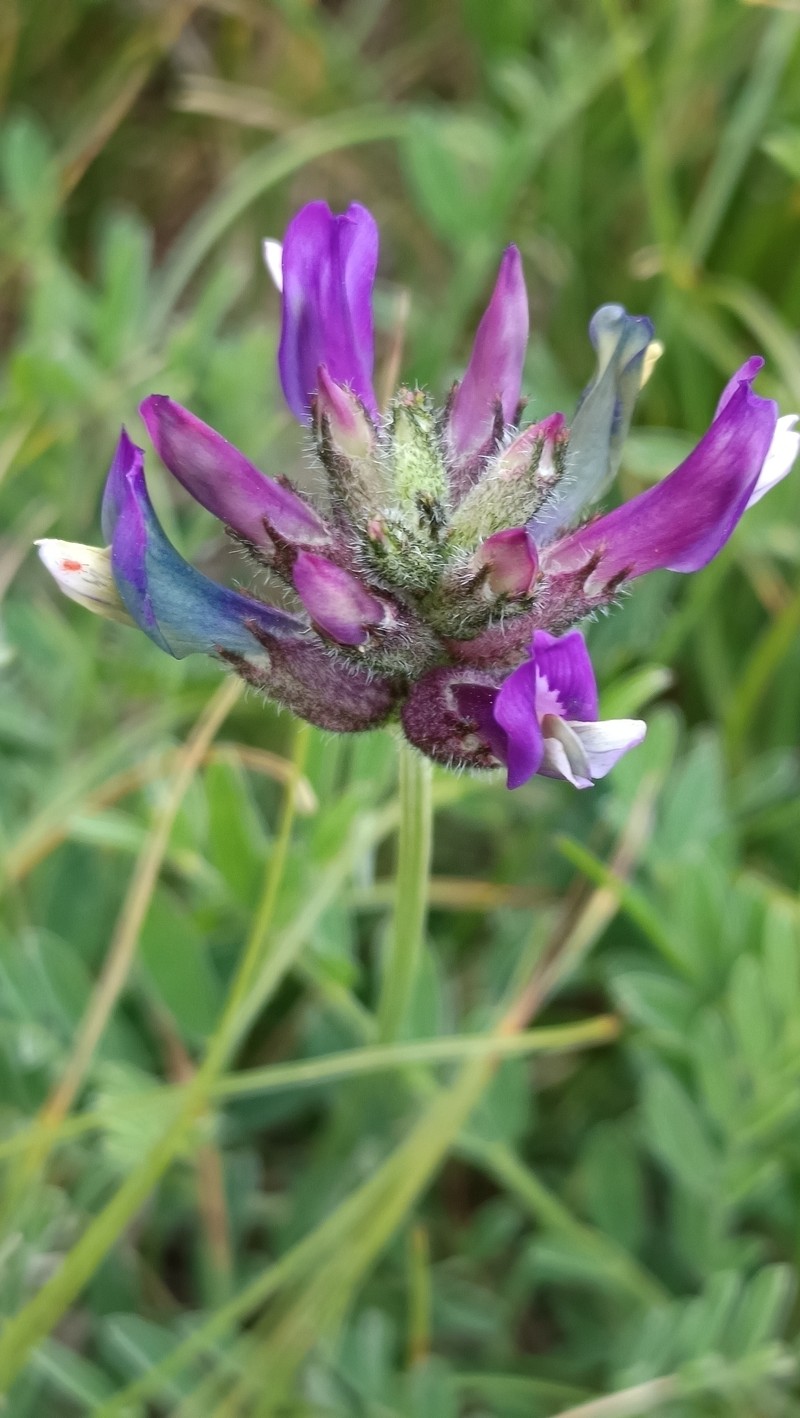 Astragalus vesicarius subsp. carniolicus