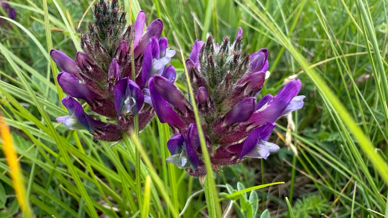 Astragalus vesicarius subsp. carniolicus photo 2