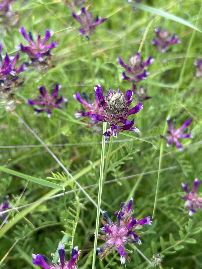 Astragalus vesicarius subsp. carniolicus photo 3