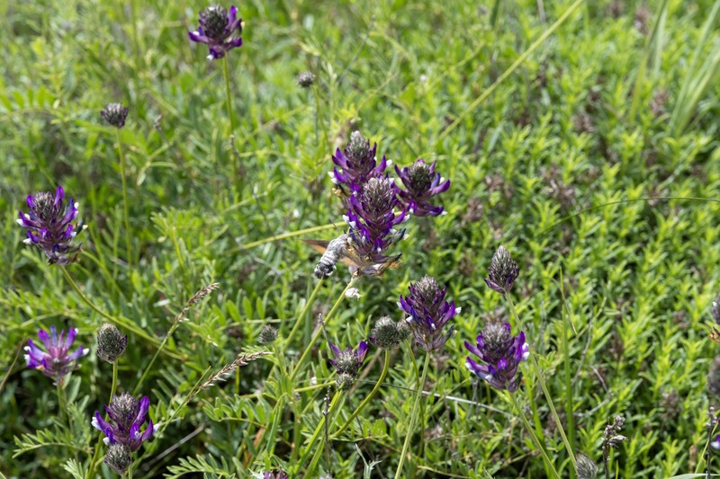Astragalus vesicarius subsp. carniolicus photo 4